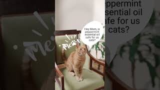 Is peppermint essential oil safe for cats [upl. by Claudine898]