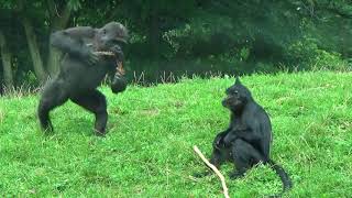 GaiaZOO Gorilla kleuter vs Kuifmangabey [upl. by Eliak]