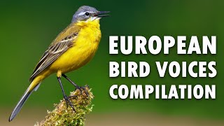 Nature sounds – European birds singing [upl. by Odnolor]