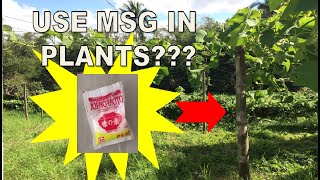 How to use MSG in Plants Vetsin Part 1  Paano gamitin ang vetsin sa halaman  Plant Lovers Diary [upl. by Marin]