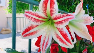 Hippeastrum vittatum Flowers rather large 6tepalled Tepals white striped with red [upl. by Lseil]