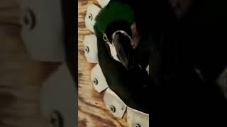 Chestnut fronted macaw breeding pair cute viral beautiful subscribe shorts [upl. by Tella]