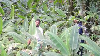 Agouti hunt in Catshill Trinidad amp Tobago Part 1 [upl. by Yttap]