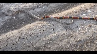 Coral Snake Vs Not Milk Snake probably Prairie King Snake South Texas [upl. by Nibas]