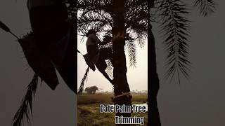 Date Palm Tree TrimmingAmazing World Views [upl. by Landers]