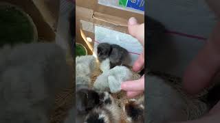 Hedemora Chicks from Greenfire Farms [upl. by Yniattirb]