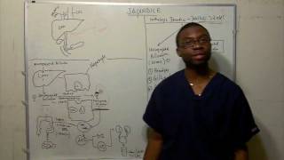 Bilirubin Metabolism Jaundicebest way to learn in HD [upl. by Horatius878]