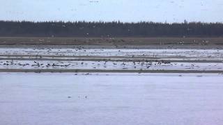 Migration des outardes  Ragneneau Rivière aux outardes [upl. by Ennahgiel]