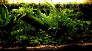 kosturs low tech aquarium [upl. by Mord]