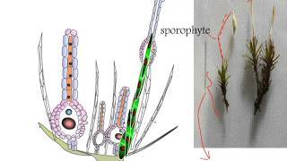 Bryophyta Pogonatum Life Cycle [upl. by Carmina]