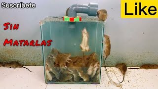 TRAMPA CASERA PARA RATAS O RATONES ✅EFICAZ Y BARATA CAPTURA SIN HACERLAS DAÑO Trap for rats [upl. by Lal]