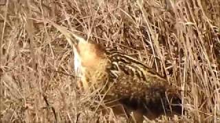 Buhai de balta pasare Botaurus stellaris Great Bittern [upl. by Enilrae]