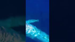 “Antarctic blue whale’s powerful calls echo through the ocean” [upl. by Nivrag]