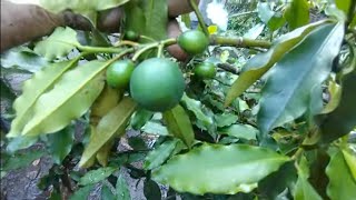 essa frutífera é uma das melhores Para vaso produz nas 4 estações do ano é nativa do Brasil 🇧🇷 [upl. by Aicilif379]