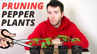 Pruning Pepper Plants  How To Prune Peppers For Bigger Harvests  Pepper Geek [upl. by Sharona910]