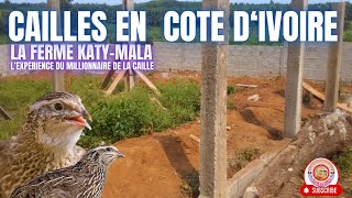 Modèle dElevage Commercial de Cailles en Cote dIvoire Ferme KatyMala entrepreneur agriculture [upl. by Onateag763]