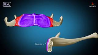 Hyoid bone osteology  Gross anatomy  Attachments  Movements  Clinical significance  USMLE [upl. by Frohman]