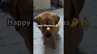 Happy Dhanteras🤌💰🤣 comedy funny trendingshorts dhanteras 2024 dog doglover labrador love [upl. by Sontich543]