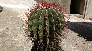 Ferocactus Stainesii [upl. by Carson]