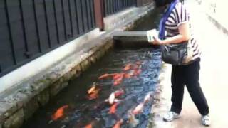 Japan  Hida Furukawa  Seto river canal and carps 1 [upl. by Felicdad]