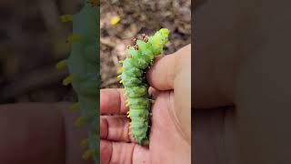 North Americas Largest Moth 🦋the Cecropia Moth facts shorts nature wildlife [upl. by Fauman553]