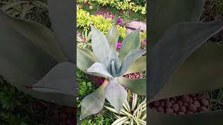 Agave do meu jardim🩶🤍 seinscrevanocanal deixelike Comente Garden plantasdomeujardim [upl. by Daughtry580]