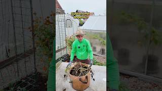 Süßkartoffelernte aus dem Fließtopf garten pflanzen gardening tipps ernte [upl. by Cogswell323]