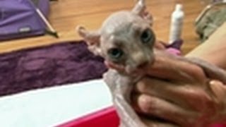 First Bath for Sphynx Kittens  Too Cute [upl. by Pillihpnhoj822]