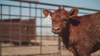 Texas cattle industry faces crisis amid Panhandle wildfires [upl. by Aneliram]