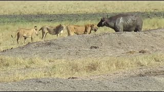 Löwen erlegen Büffel  Lions kill Buffalo [upl. by Charlton]