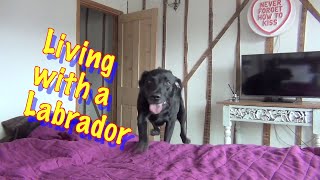 All About living with Percy the Black Labrador Retriever cute [upl. by Wier535]