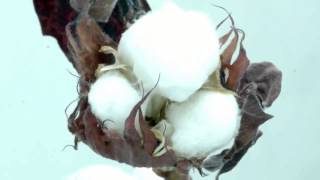 Cotton boll popping open [upl. by Ainezey]