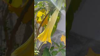 💫Brugmansia Sanguinea in bloom💫 tree flower flowers floras gold oro love sun nature wow [upl. by Lister]