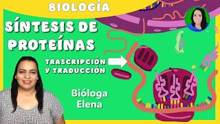 Síntesis de proteinas transcripcion y traducción [upl. by Ehsrop355]