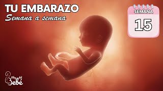 ❤️ Semana 15 de embarazo 🤰 Síntomas consejos y desarrollo del bebé  El embarazo semana a semana [upl. by Hilde782]