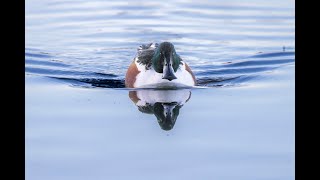 Shoveler Ducks [upl. by Tutt]