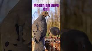 mourning dove call mourningdove nostalgia birdsounds nature wildlife nostalgic [upl. by Meedan]