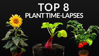 384 Days in 8 Minutes  TOP 8 Plant Growing Timelapses [upl. by Galvan547]