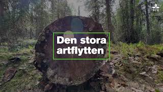 Den stora artflytten [upl. by Elletnwahs]