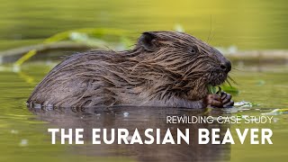 Rewilding Case Study  The Eurasian Beaver [upl. by Wira]