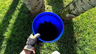 Bat Removal in Kissimmee Florida [upl. by Dibrin]