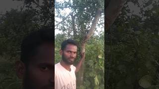 in ma minai tangi tarank new santali romantic song [upl. by Sanferd173]