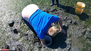 Digging Geoduck Clams In Port Townsend Bay Washington State [upl. by Sagerman]