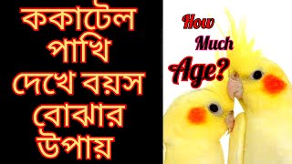 Cocatail Pakhir Boyos bujar upayWays to understand the age of cocktail birdsককাটেল পাখির বয়স বোঝার [upl. by Valina511]