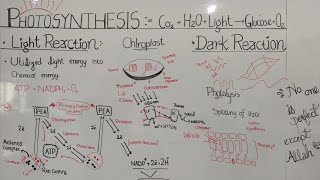 Photosynthesis Light reaction [upl. by Thapa363]