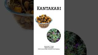 KANTAKARI  Health Benefits  ayurvedicdrugs healthbenefits [upl. by Kurr19]