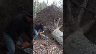 shorts super big tree stump sawed super fast [upl. by Asor]