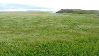 Wind blowing through grass [upl. by Kakalina]