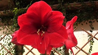 How to Make Your Amaryllis Bloom Again [upl. by Jacobba]