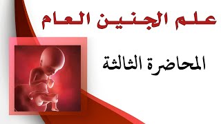 علم الجنين العام  الأسبوع الثاني والثالث من التطور الجنينيالقرص المضغي الثنائي والثلاثي الصفيحة [upl. by Melly151]